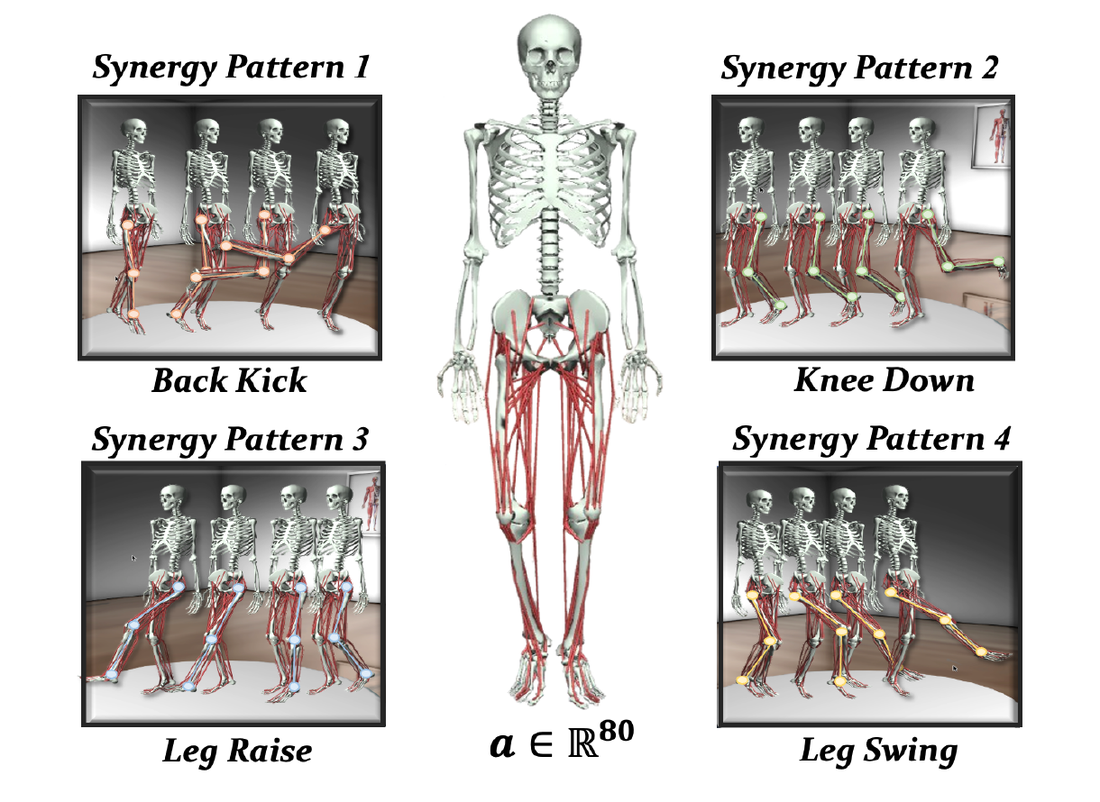 Explore to Learn: four disentangled muscle synergy patterns for an 80-dimensional musculoskeletal control task.